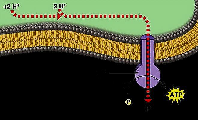 In the thylakoid membrane is an enzyme called ATP Synthase. As H+ ions pass through the thylakoid membrane, down their concentration gradient, the enzyme binds them to a molecule of ADP (hydrolysis).