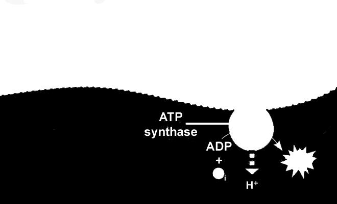 Occurs in the stroma Uses ATP and NADPH from light reaction as energy. Atmospheric C02 is used to make sugars like glucose and fructose.