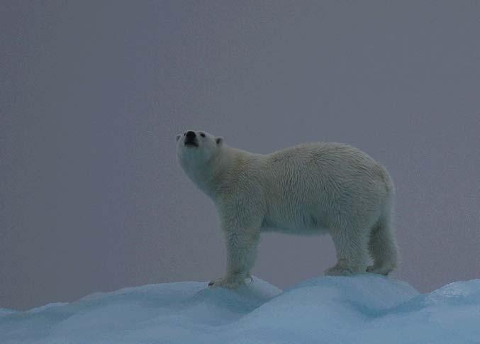 Research on polar Tracking bears the at Polar Norwegian Bear