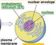 are of 2 types (1) prokaryotic (2) eukaryotic Membrane