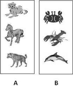 5 How are the animals in Box A different than the animals in Box B?