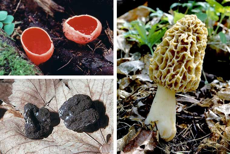 10. a. Lets take a look at the fungus in the phylum Ascomycota.