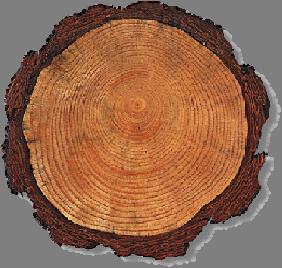 Paleoclimate proxy Tree rings Go back about years Each year tree produces a new layer of cells