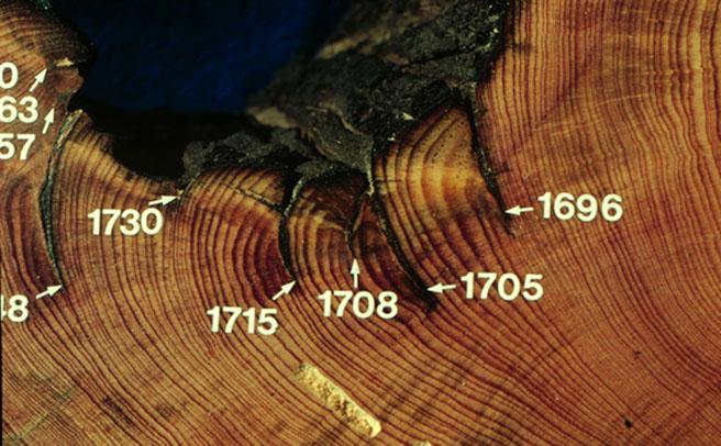 What do the black lines on the tree rings indicate?