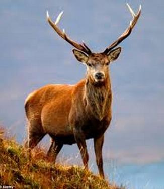 Example: Stag Hunt Story: Two (in some versions more than two) hunters, players 1 and 2, can each choose to hunt stag (S) =