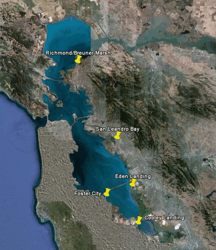 Reconnaissance Study San Francisco Estuary Ribbed