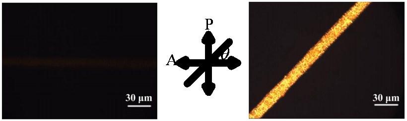 Fig. S7 POM images of the textures of an Azo-PEE-6 fiber