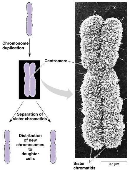 Chromosome duplication and