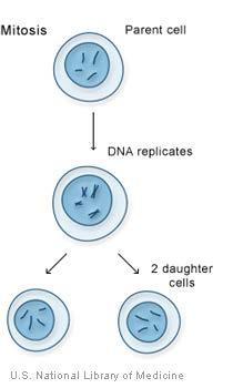 Mitosis: The process of cell division occurring in somatic cells that results in the production of two daughter cells that are genetically identical to one another and to the parent cell from which