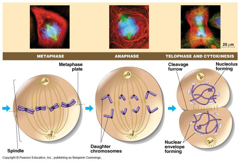 The stages of mitotic cell division in an animal