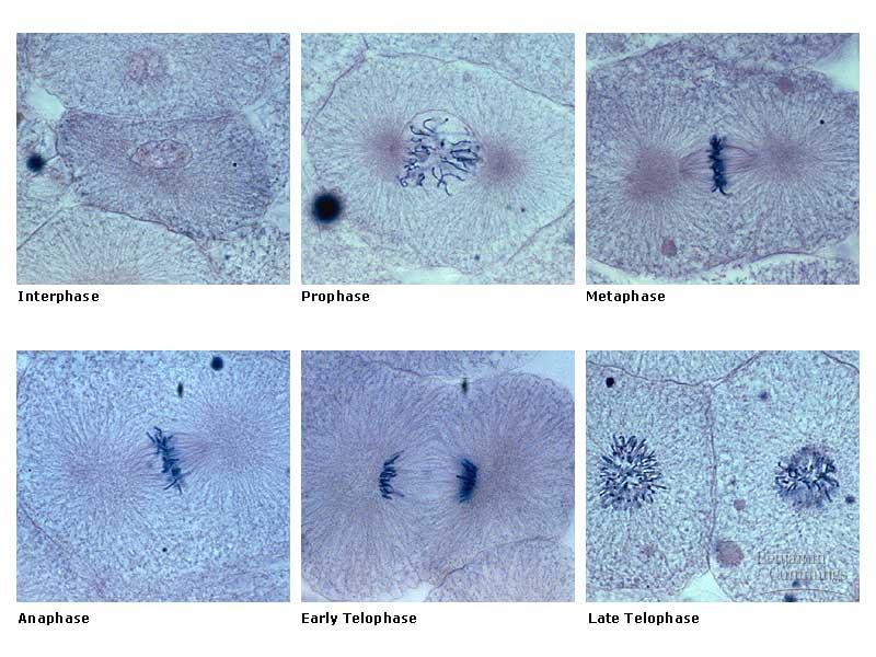 Mitosis in whitefish embryo (blastula)