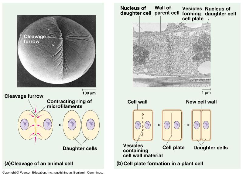 Cytokinesis in animal and plant cells: