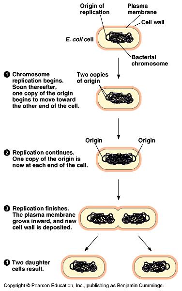 Bacterial cell division