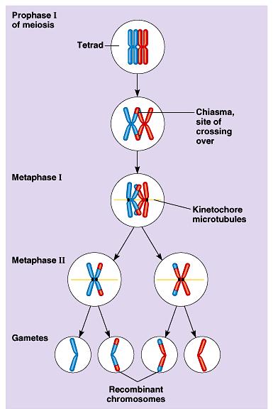 Crossing over: Homologous chromosomes enter