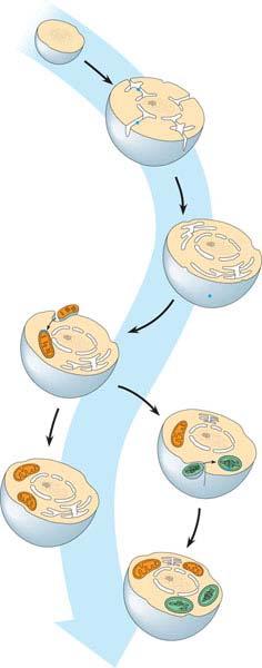 7. Label the diagram and write a short paragraph to explain serial endosymbiosis. 8.