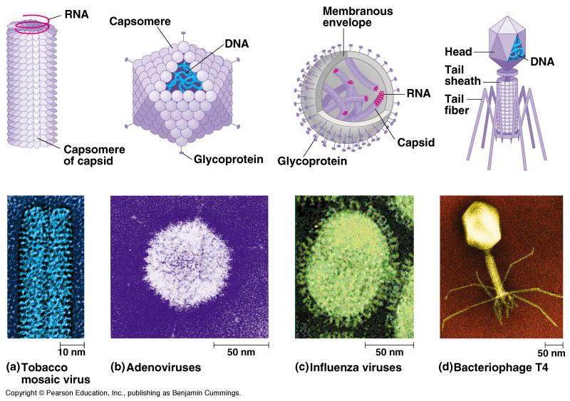 Virus Structure Capsid Protein coat covering virus; present in all viruses.