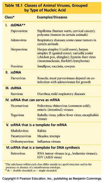 Viral Genome Structure dsdna ssdna dsrna ssrna Serve as mrna Serve as
