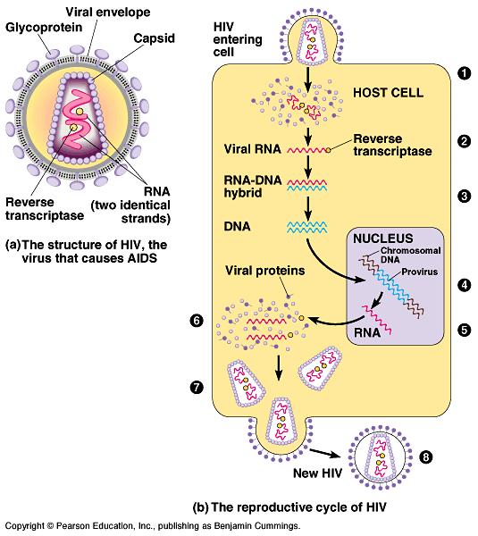 HIV (a retrovirus) Viruses