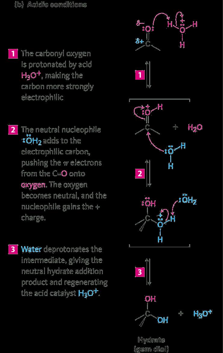 (-Nu) Addition of Water Formation of ydrate (gem diol)