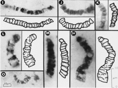 The Earliest Life Bacteria in 3.