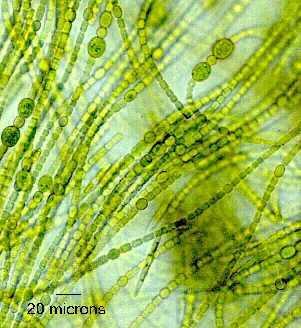 45 Ga the first cyanobacteria