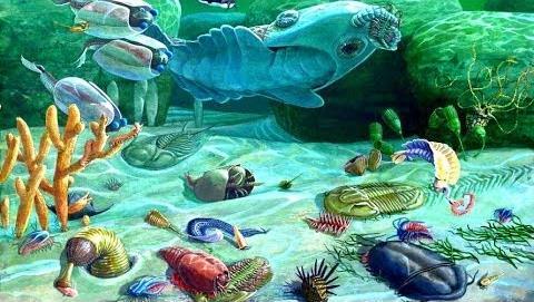 The Cambrian Explosion in Life At 545 Ma there was a massive explosion in life forms, during which all phyla present today formed.
