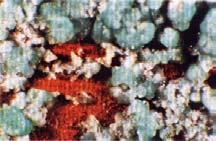 On the surface of a metal pipe there are ions. These ions are always grouped in a + - + - grating. The crystals created by Scale Net media attach tightly to the surface.