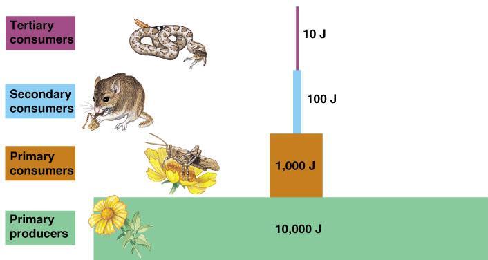 1. About what % of energy makes it to the next trophic level? 10% 2. In which ways is energy lost?