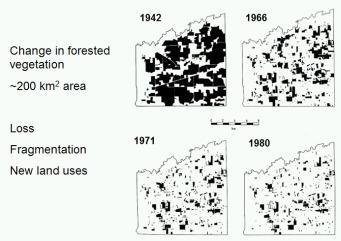 The diagram above shows the pattern of habitat loss and fragmentation over time. Predict and explain the effect of this pattern on the biodiversity of the habitat shown.