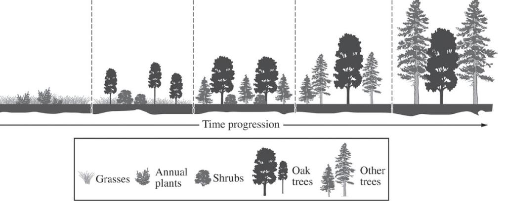 1. Describe and explain the expected pattern in sunlight over the time progression: Lots of sunlight in the beginning because trees were removed by the fire.