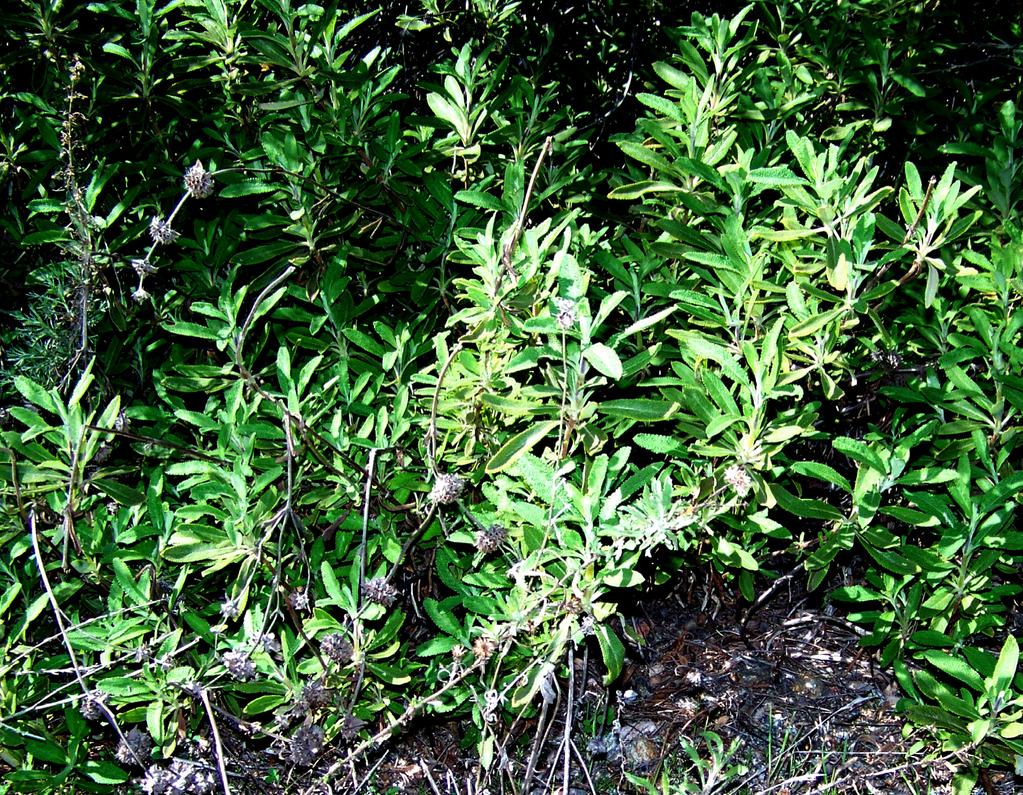 7. Black Sage Lamiaceae Mint Family Salvia mellifera Black Sage is a small, highly aromatic, evergreen shrub native to California and Baja California.