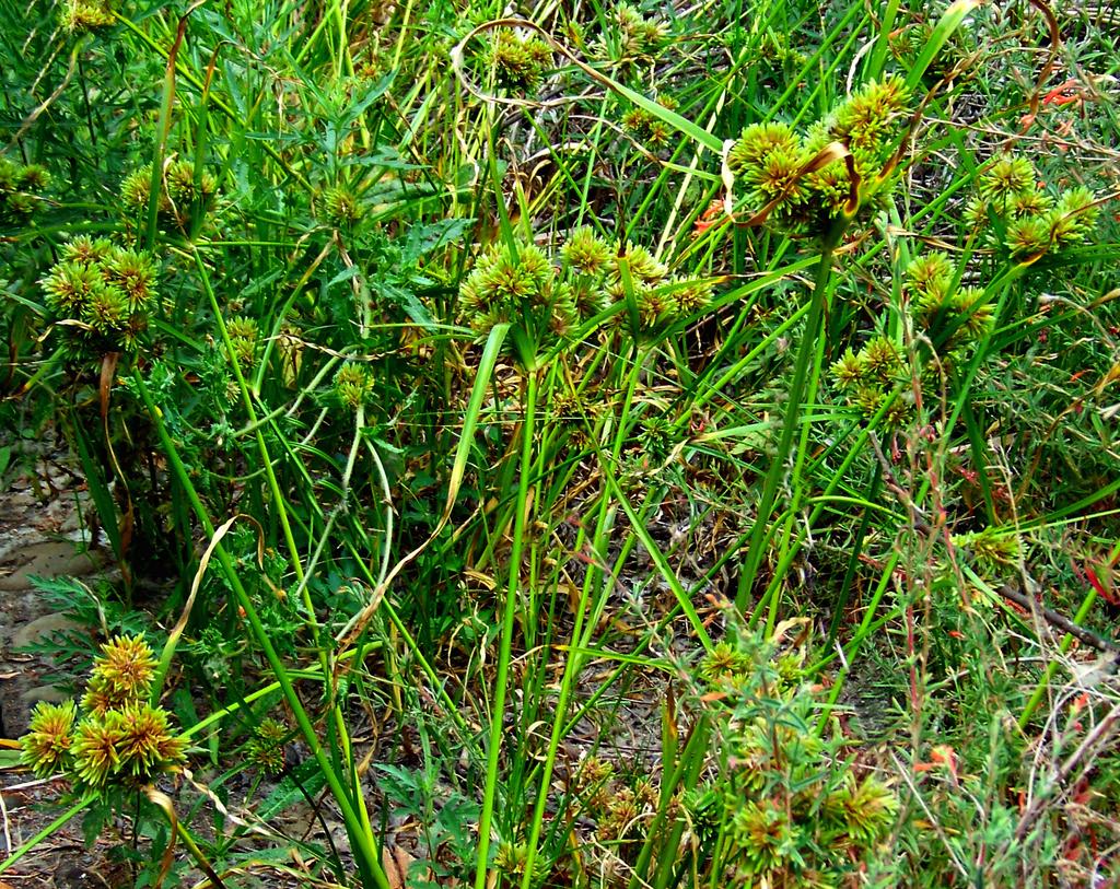 9. Umbrella Sedge Cyperaceae Sedge Family Cyperus eragrostis Umbrella Sedge, or Bearded Flatsedge, is an annual herb that is native to California, though it is also found elsewhere in North America.