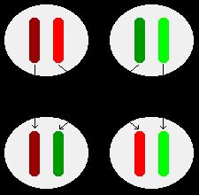 does not alter the recessive green one in any way. Both alleles can be passed on to the next generation unchanged. Mendel's observations from these experiments can be summarized in two principles: 1.