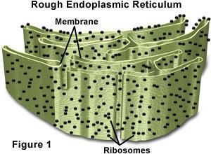 Eukaryotes Rough Endoplasmic Reticulum modifies proteins and is studded