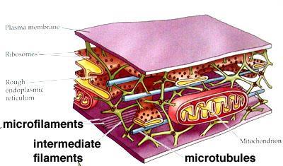 Eukaryotes Cytoskeleton helps the cell