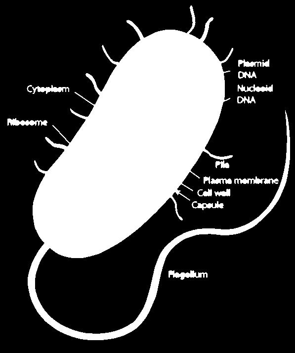 Prokaryotes Prokaryotes are generally smaller and simpler than eukaryotes Prokaryotic cells do not separate their genetic