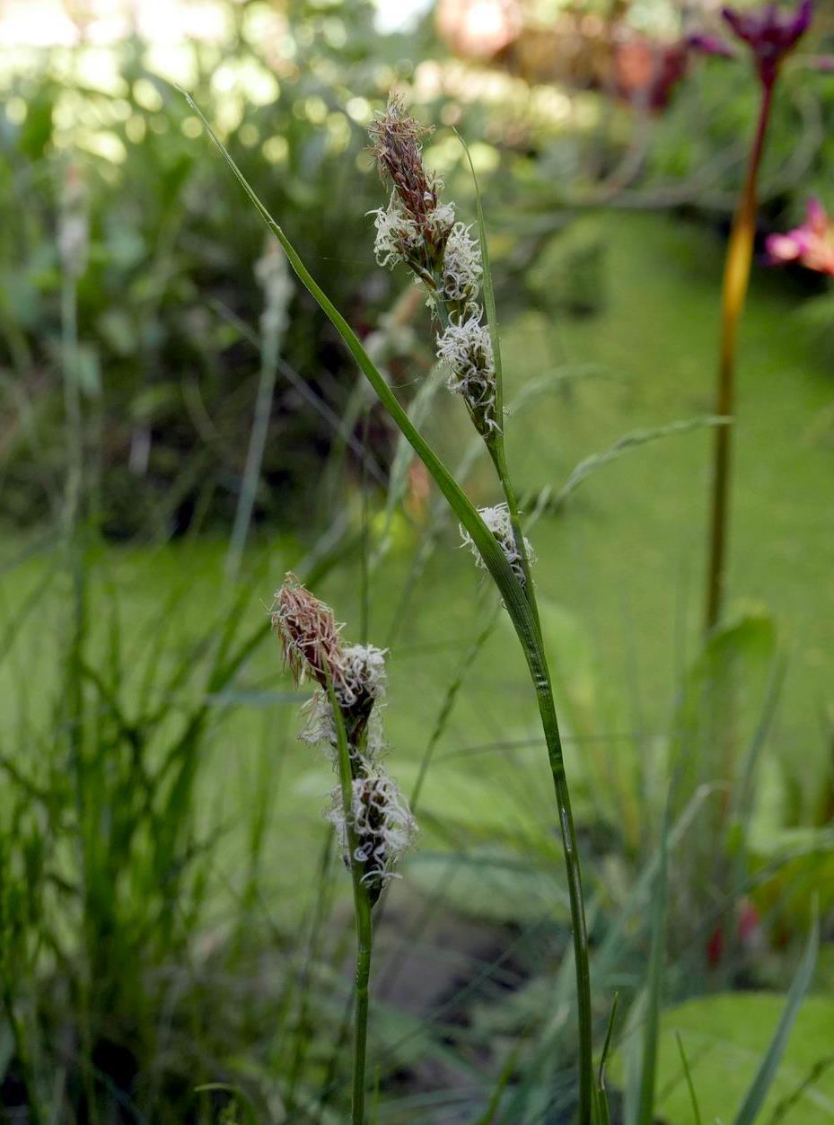 I did introduce Carex atrata to the garden: I collected one small division from