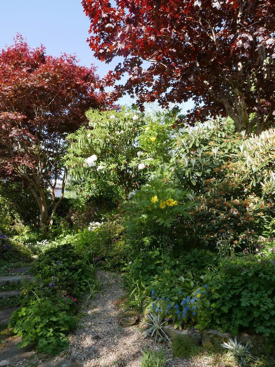 At this time of year when the tree canopy is complete and the larger plants come into growth it is as if a new garden is born to replace the several waves of colour that we