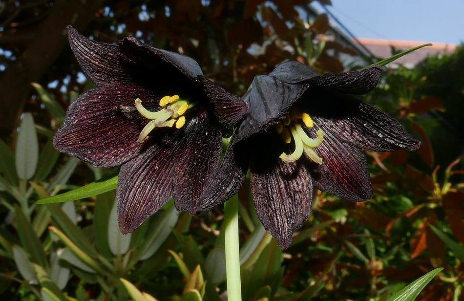 Fritillaria camschatcensis The easier one to spot is the Eurasian form which has flowers that appear black until you look carefully and find they are dark