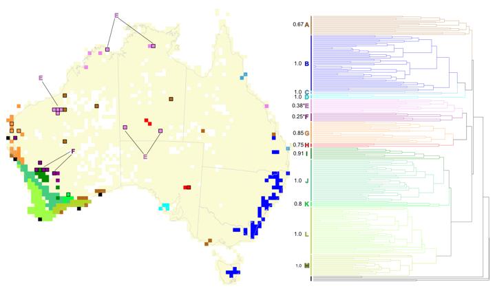 An example in Australian Acacia: A UPGMA cluster analysis of phylo-jaccard distances between all pairs of