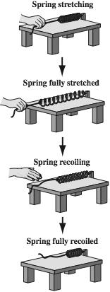 16 A student is investigating potential and kinetic energy by stretching a spring across a table. When the student lets go, the spring recoils.