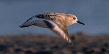the Netherlands Global change ecology Global land-use effects on harriers Maintenance of