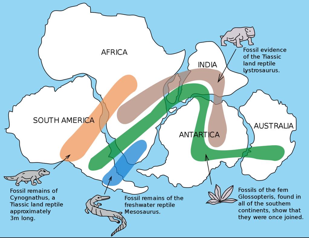 1. The fossil record helps support the theory of A Continental Drift B Gravity C Relativity D Asthenosphere For questions 3-5 use the picture to the right. 3. What fossil was found both in Africa and South America?