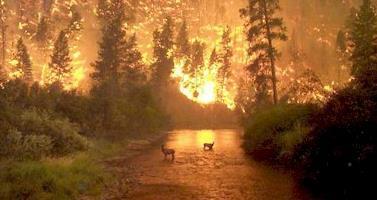 Relevance to Biosphere 1. Immediate destruction of habitat in burn area. 2.