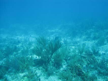 448 W Site S96 Mid-channel patch reef Cheeca Rocks SPA, 3.0-4.