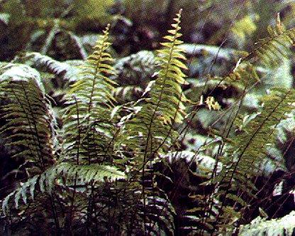 Ferns With true roots,