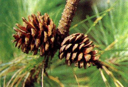 cones, not enclosed by fruits naked