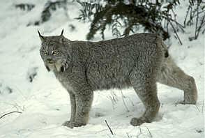 Classification of two animals Bobcat