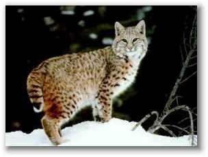Felidae Lynx rufus Lynx  Felidae Lynx