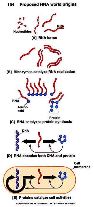 Later studies showed that ribozymes could act as catalysts for their own replication.
